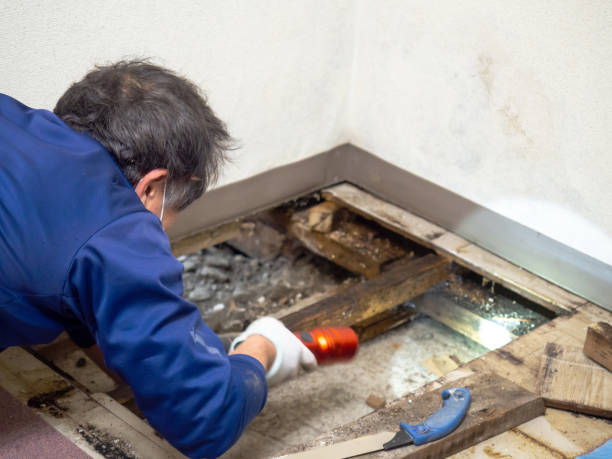 Best Certified Mold Removal  in Beech Mountain Lakes, PA