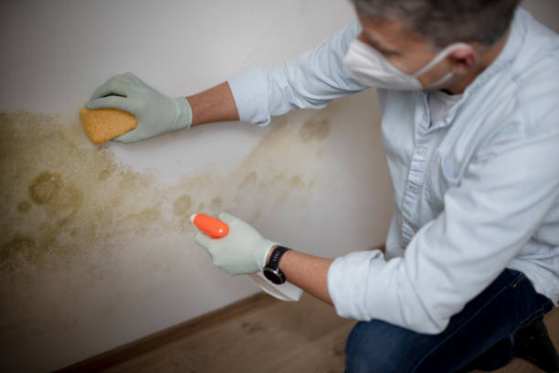 Best Residential Mold Removal  in Beech Mountain Lakes, PA