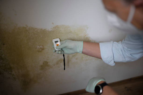 Best Commercial Mold Removal  in Beech Mountain Lakes, PA