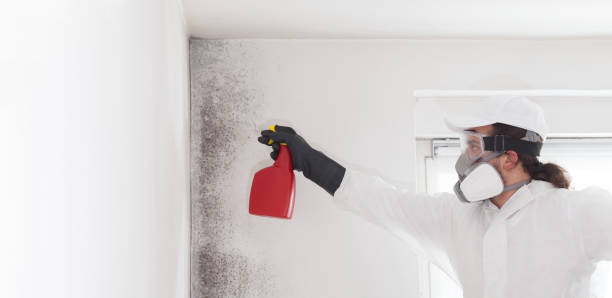 Mold Testing and Removal in Beech Mountain Lakes, PA