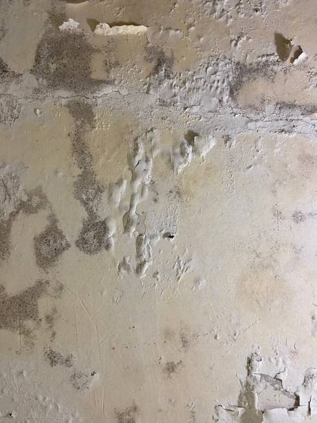 Professional Mold Removal in Beech Mountain Lakes, PA