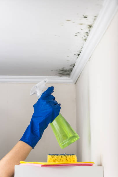 Office Mold Removal Services in Beech Mountain Lakes, PA